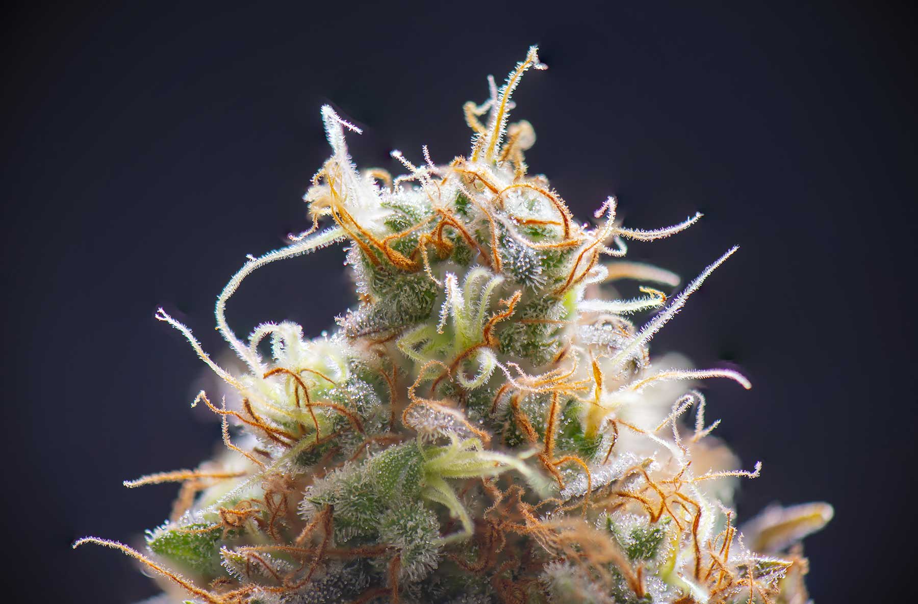 Bud close up
