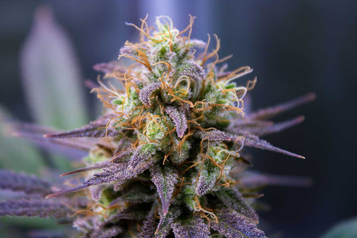Close up of flowering cannabis plant